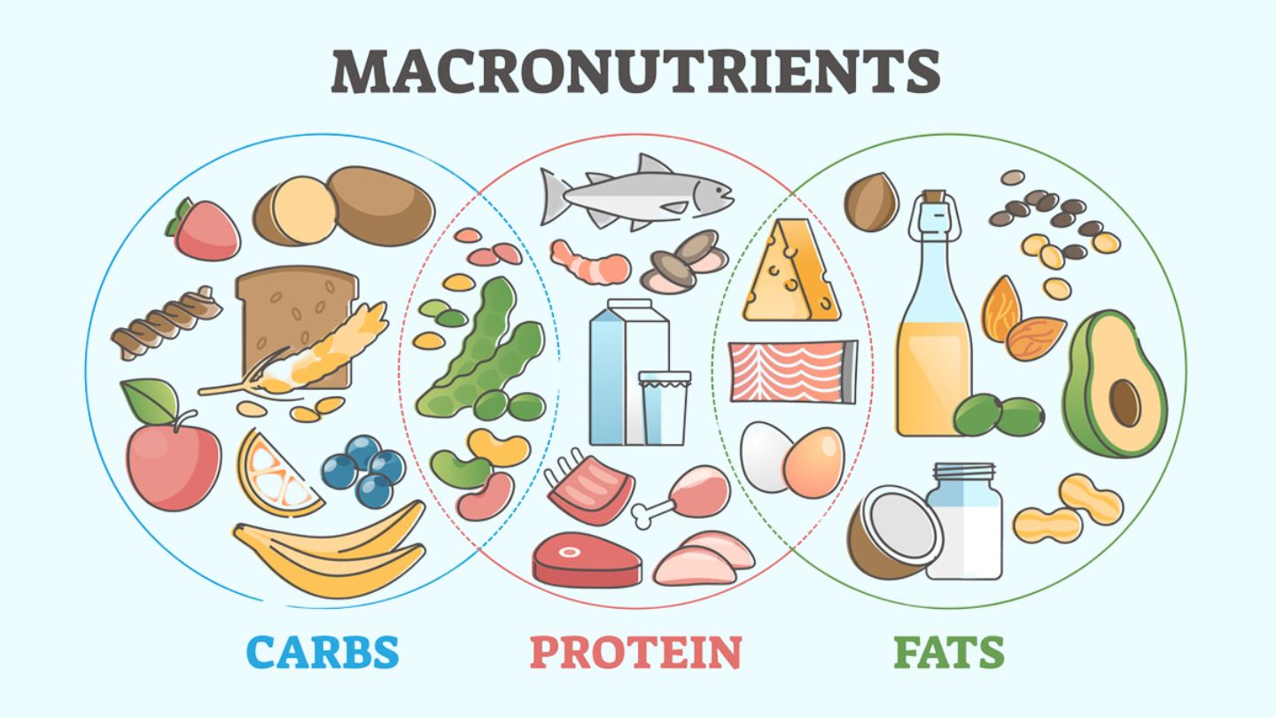 Macronutrients in Weight Loss